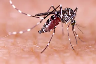 aedes-aegypti.jpg