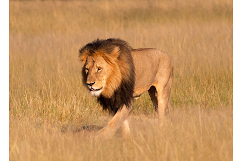cecil.jpg