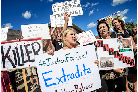 cecilprotest.jpg