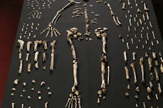 Homo naledi collection - UWMadison