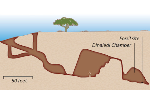 Dinaledi Chamber - Jay Smith