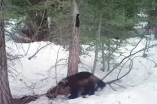 Buddy the wolverine - Shutterstock