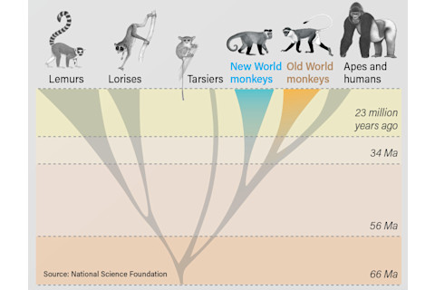 Primate Family Tree