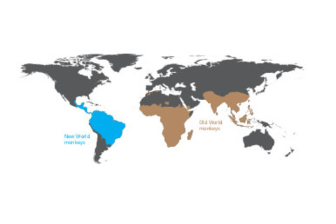 DSC-MK0719 03 monkey map