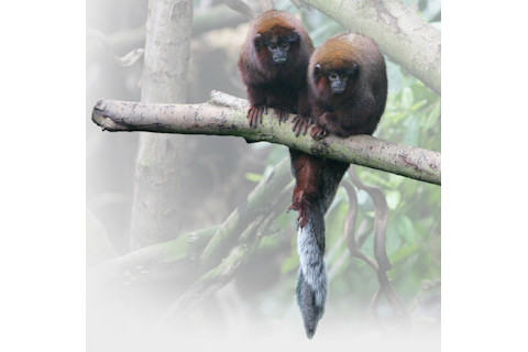 Titi monkeys