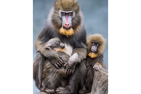 DSC-MK0719 05 mandrills