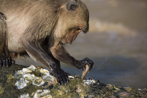 DSC-MK0719 04 long-tailed macaque using tool