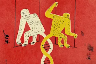 Cloned Monkeys Header - iStock