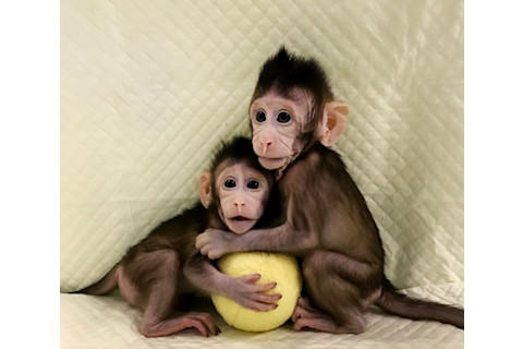 Cloned monkeys - Getty