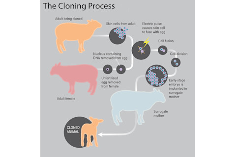 Cloning Infographic - Jay Smith