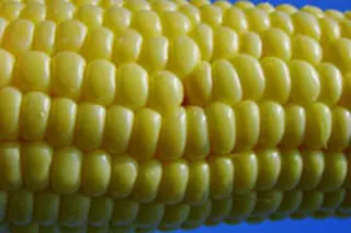 corn.jpg