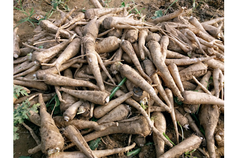 Chicory roots for coffee