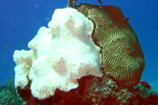 bleached-coral.jpg