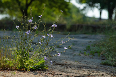 Purple chicory flowers