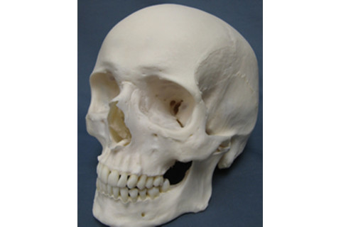 Caucasian_Human_Skull.jpg