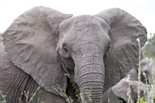 Angry_elephant_ears.jpg