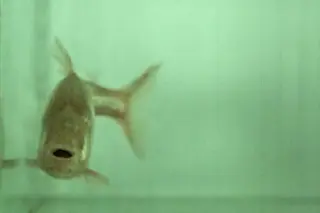 cavefish.jpg