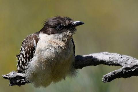 great-spotted-cuckoo.jpg