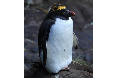 macaroni-penguin.jpg