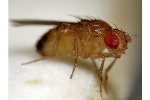 drosophila.jpg