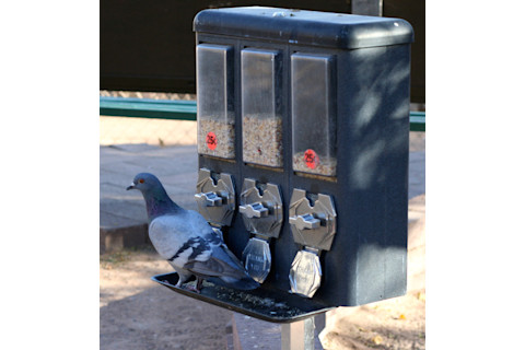 pigeon-slot-machine.jpg