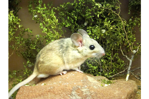 WoodratCreosoteByKohl_300dpi2.4MB-1-1024x768.jpg