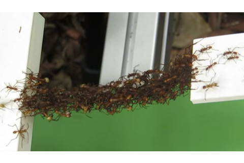 ant-bridge.jpg