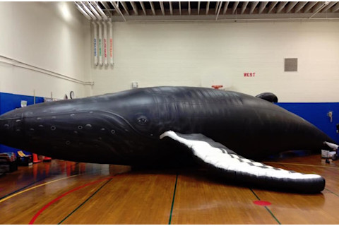whale-in-gym1.jpg