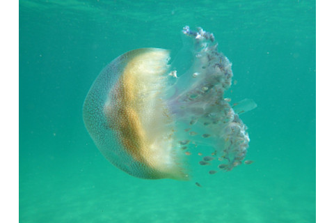 Cover-photo-jellyfish-1024x768.jpg