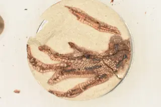 LizardFoot-After.jpg