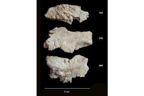 Stonehenge Bone Fragments - Christie Willis