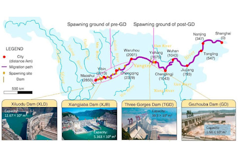 Yangtze Dams - Huang & Wang/Current Biology