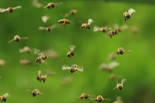 Flying-Insects.jpg