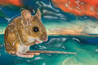 MouseTrip.jpg