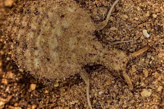 Antlion-Larva.jpg