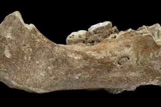 Denisovan Mandible - Dongju Zhang/Lanzhou University