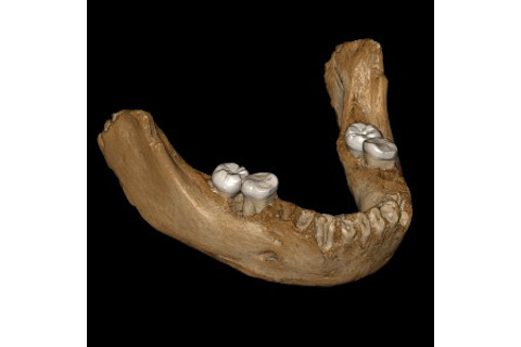 Xiahe Mandible Reconstruction - Jean-Jacques Hublin/MPI-EVA, Leipzig