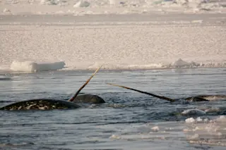 Narwhal-opener.jpg