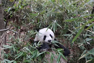 PandasBamboo.jpg