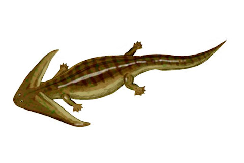 Diplocaulus_BW.jpg