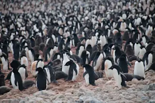 Adelie penguins - Shutterstock