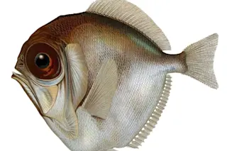 Silver Spinyfin Fish - Wikimedia Commons