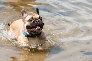 French Bulldog - Shutterstock