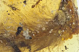 tail-with-ants-overview-original-background.jpg