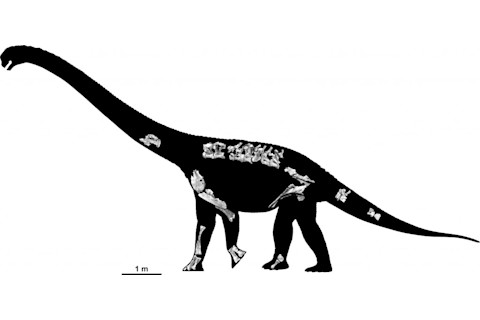 Savannasaurus-elliottorum-skeleton-Travis-R-Tischler-1024x490.jpg