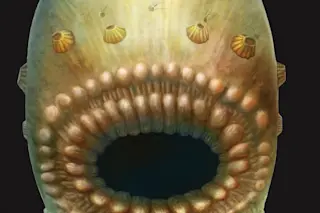 Deuterostome-Saccorhytus-847x1024.jpg