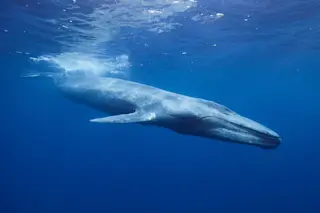 Blue whale in Sri Lanka