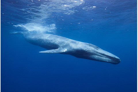 Blue whale in Sri Lanka