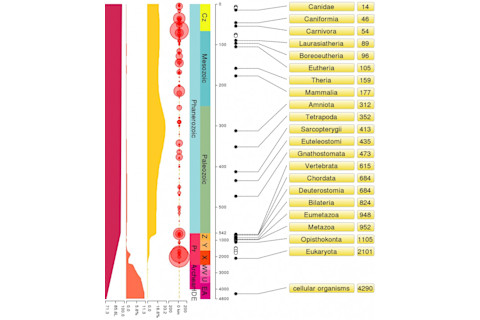Canis_timeline-865x1024.jpg
