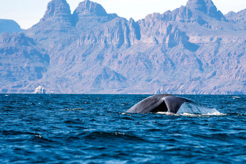 A blue whale in Loreto Bay, Baja California